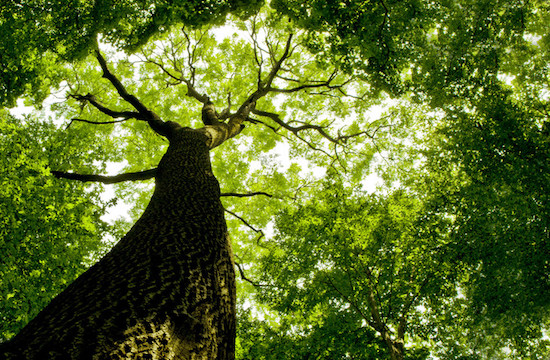 14 da del Tiempo de la Creacin