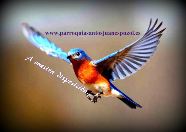 Estrenamos pgina web
