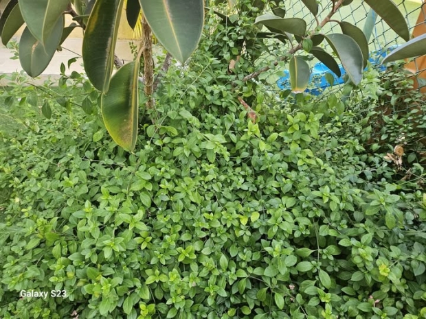 ORACI�N DE LA NOCHE: Domingo, 8 de marzo del 2026